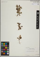 Foto von Salix herbacea L. x Salix myrsinites L.